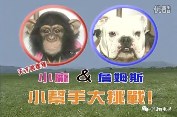 《猩猩狗狗大冒险》第一季特辑：斗牛犬詹姆斯的奉献精神